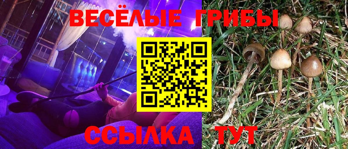 Галлюциногенные грибы Psilocybine cubensis  Вход с VPN  купить   Галлюциногенные грибы GOLDEN TEACHER  Медногорск 